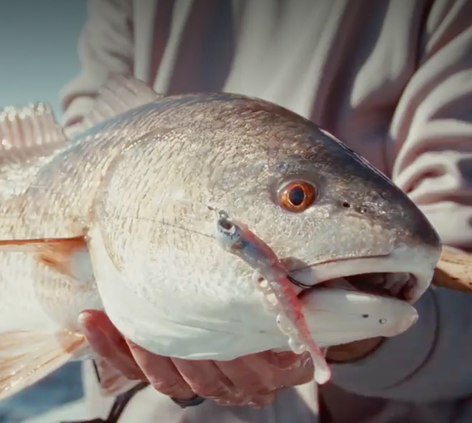 Walleye fishing
