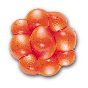 PowerBait? Trout/Steelhead Egg Clusters