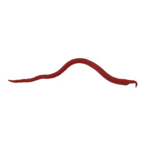 Gulp!? Saltwater Extruded Bloodworm