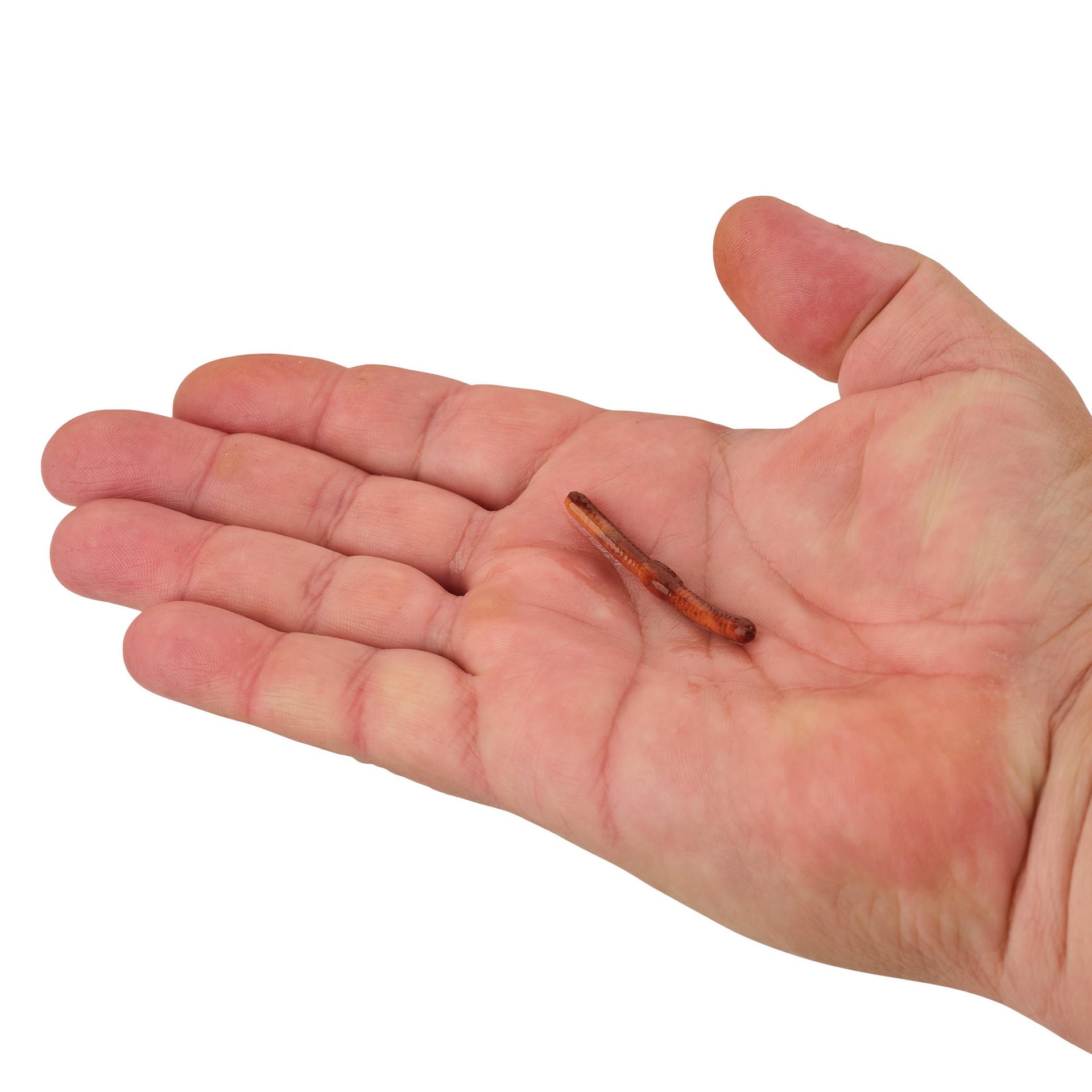 Gulp! Alive!? Fat Floating Trout Worm - Image 11