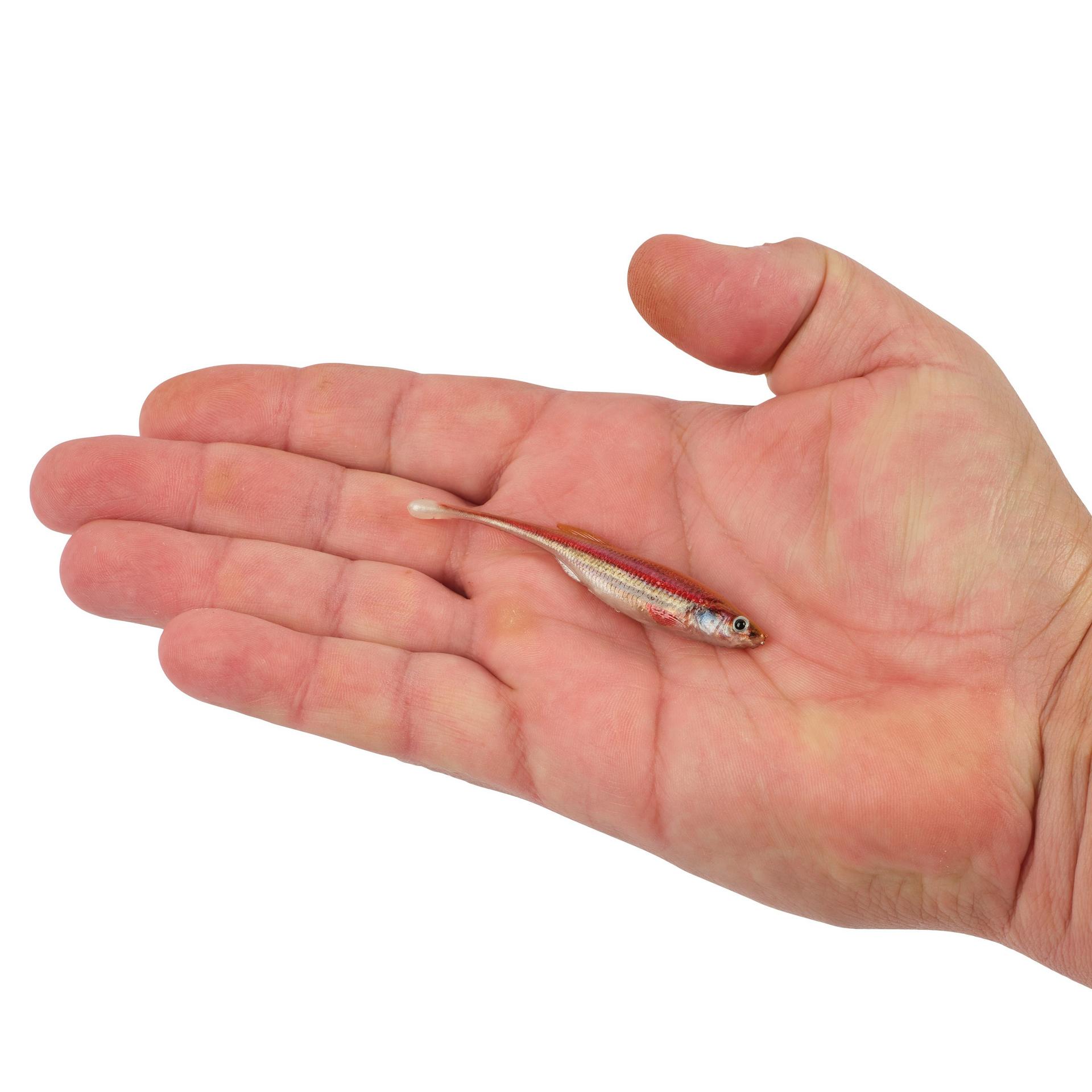 PowerBait? Drip Minnow - Image 62